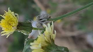 מרור הגינות تفاف زيتي Sonchus oleraceus [upl. by Rentsch789]