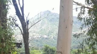 Sariska Resort near Siliserh Lake Alwar  Sariska National Park  Siliserh Lake Alwar [upl. by Theall]