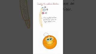 Anatomy Quiz Contents of superior mediastinum Suprasternal space of Burns shorts [upl. by Vitalis]