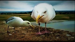 Mouette qui mange [upl. by Ycul]