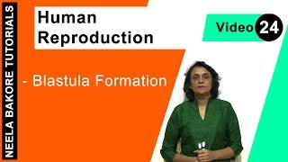 Human Reproduction  NEET  Blastula Formation  Neela Bakore Tutorials [upl. by Idnim170]