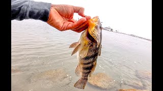 Jetty Fishing at Alamitos bay for Spotted bay bass Halibut Turbot Plus a Bird eat my Bait [upl. by Sollows479]