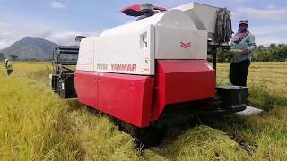 YH700 YANMAR  Palay Harvester  Philippines [upl. by Ylrebmi]