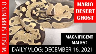 MARIO DESERT GHOST BALL PYTHON READY TO BREED MALES [upl. by Redliw]