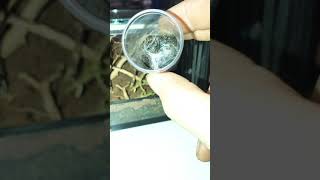 Unboxing Pterinochilus murinus tcf [upl. by Levitus]