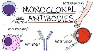 How do monoclonal antibodies work Rituximab infliximab adalimumab and others [upl. by Nikral]