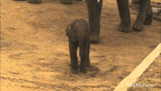 New Elephant Calf Born at the San Diego Zoo Safari Park  SanDiegocom [upl. by Leamiba698]