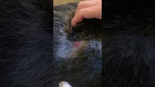 Dog cyst extraction [upl. by Maire]