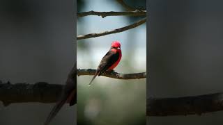 Vermilion Flycatcherbirdwatching birds naturaleza wildlife celestron [upl. by Gati]