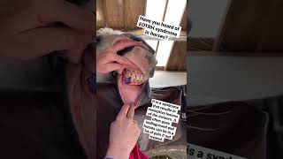 Tooth disease in horses  EOTRH  Catch it early  Helping our horses [upl. by Yrakcaz]