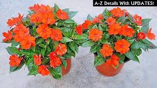 How To Plant GROW amp Care For Sunpatiens The RIGHT Way Full Info [upl. by Crockett]