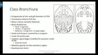 Phylum ArthropodaSubphylum Crustacea Class Branchiuraexplanation in Malayalam [upl. by Nywnorb]