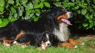 Bernese Mountain Dog and Canine Excessive Barking [upl. by Gunthar]