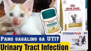 PANO GAGALING ANG ASO O PUSA SA UTI O URINARY TRACT INFECTION [upl. by Eceinart]