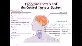 35 Endocrine system [upl. by Nai]