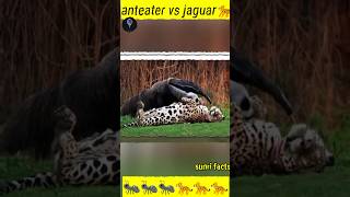 Anteater vs jaguar 🐆 🐜🐜 shorts viral [upl. by Juan]