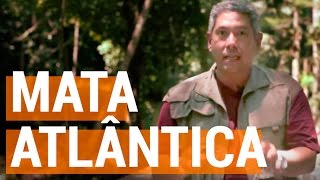 Descomplica Na Estrada  Mata Atlântica  Descomplica [upl. by Amlas]