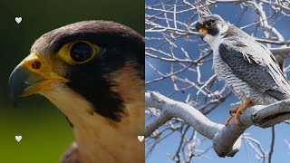 Peregrine Falcon Master of the Skies [upl. by Eidoc]