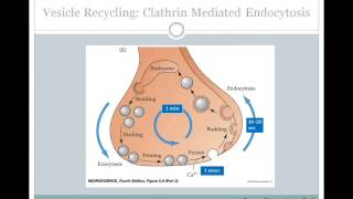 SJSU Neurophysiology Lecture 6  Synaptic Transmission [upl. by Yelrah]