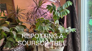 Container Planting SourSop urbangardening gardening growyourownfood [upl. by Htebazie86]