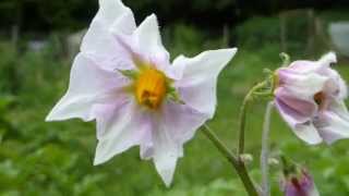 Solanum tuberosum  Potato flowers  Kartöflublóm  Jarðepli  Náttskuggaætt [upl. by Naerad]