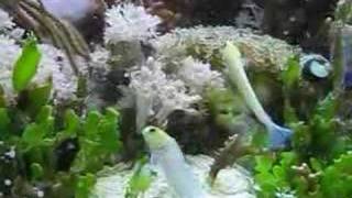 Mating Yellowheaded Jawfish in Xenia tank [upl. by Jocelyn]