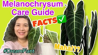 Melanochrysum Facts and Care Guide  “My Melano Journey” [upl. by Ibrad539]