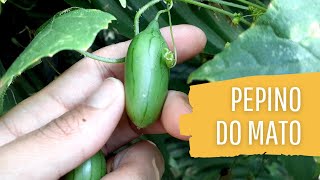 PEPINO DO MATO  Melothria cucumis  Conheça o pepininho silvestre [upl. by Mary]