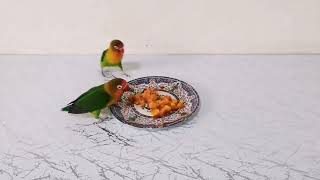 fischer lovebirds does not eat fruit what should I do [upl. by Nalak]