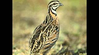 Female Quail Sounds [upl. by Sara-Ann]