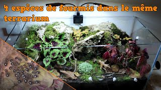 4 espèces de fourmis dans le même terrarium vontelles se battre  non [upl. by Drehcir]