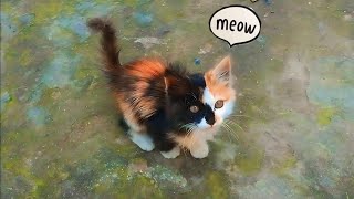 Unique Cat  Calico Kitten Meowing  Tortoiseshell Cat Meow [upl. by Audras]