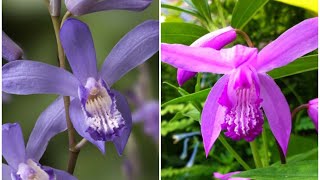 Bletilla striata 白芨兰 [upl. by Josi]