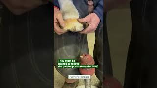 Farrier Drains Horses Painful Hoof Abscess Part 1 hoofcare HoofAbscess farrier horse [upl. by Akerahs]