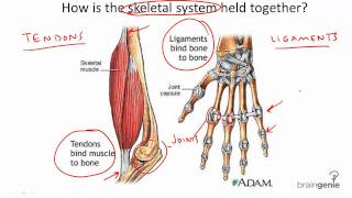 834 Tendons and Ligaments [upl. by Rimahs163]