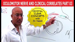 Oculomotor Nerve and Clinical Correlates Part 3 [upl. by Buna]