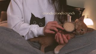 ASMR Kitten Spa Dayfail [upl. by Abita]