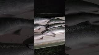 Another Big Coho Haul [upl. by Ahsien]