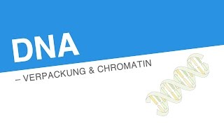 DANN – VERPACKUNG CHROMATIN  Biologie  Genetik und Entwicklungsbiologie [upl. by Mackenie819]