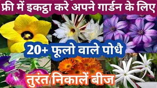 October के महीने मे फ्री मे इकट्ठा करे अपने गार्डन के लिए 20 Parmanent Flowering Plant Harvest Seeds [upl. by Idona]