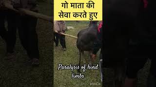 Paralysis of hind limbs l Dr Umar khan [upl. by Otipaga]