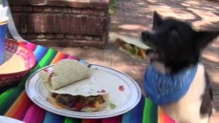 Busy Bee Dogs  Cinco De Mayo Crashers HD [upl. by Mahan]