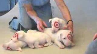 BulliesbyGodcom TARGET PUPPIES [upl. by Repooc]