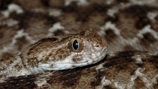 Saw Scaled Viper [upl. by Tuneberg]