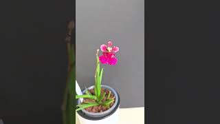 GROWING TOLUMNIA ORCHIDS  setting up for success [upl. by Lyon329]