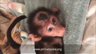 Will She Survive Baby Monkey Hit By Car Having Seizures EleanorBabyBaboonSurvivor [upl. by Montana]