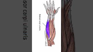 Anatomy Extensor Carpi Ulnaris shorts [upl. by Damali]