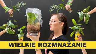 Jak i kiedy rozmnażać ROŚLINY domowe  🌱ROZMNAŻANIE 30 różnych roślin doniczkowych 🌱 VLOG [upl. by Nayab]