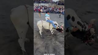 BANDIDO DE CELAYA 🆚 TORO REY TEZANO💥🐂 jaripeo shorts [upl. by Lanae]