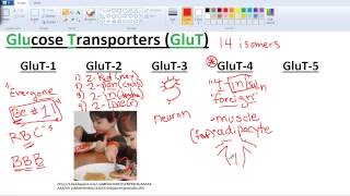 Sugar Transporters GLUTs and SGLTs [upl. by Faline]